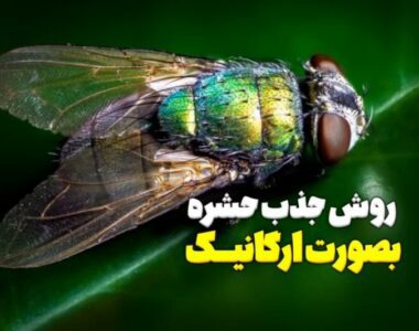 روش جذب حشره بصورت ارگانیک روش جذب حشره بصورت ارگانیک